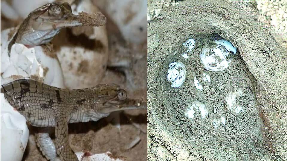 Forest department left 2700 little alligators in Chambal river in Agra