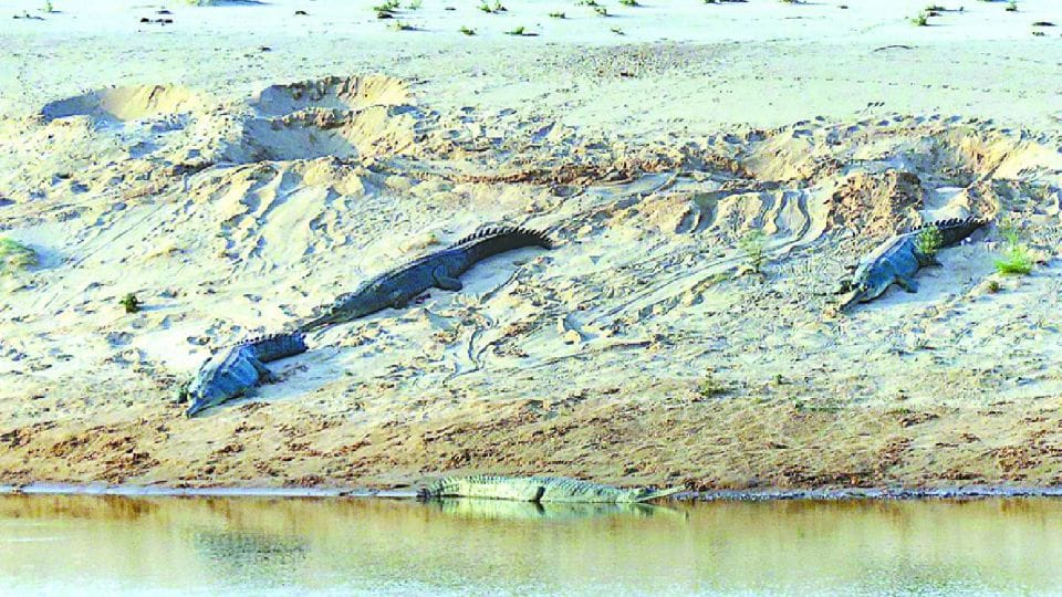 alligators nesting started in chambal sanctuary in agra