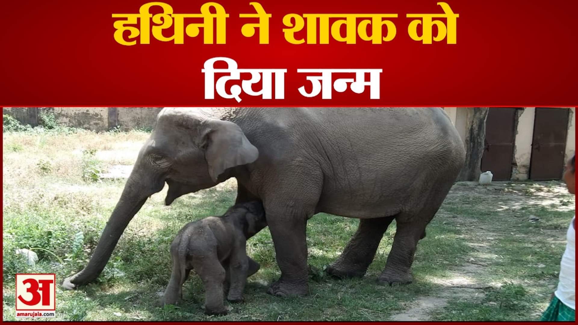 हथिनी गंगा व उसका नवजात शावक