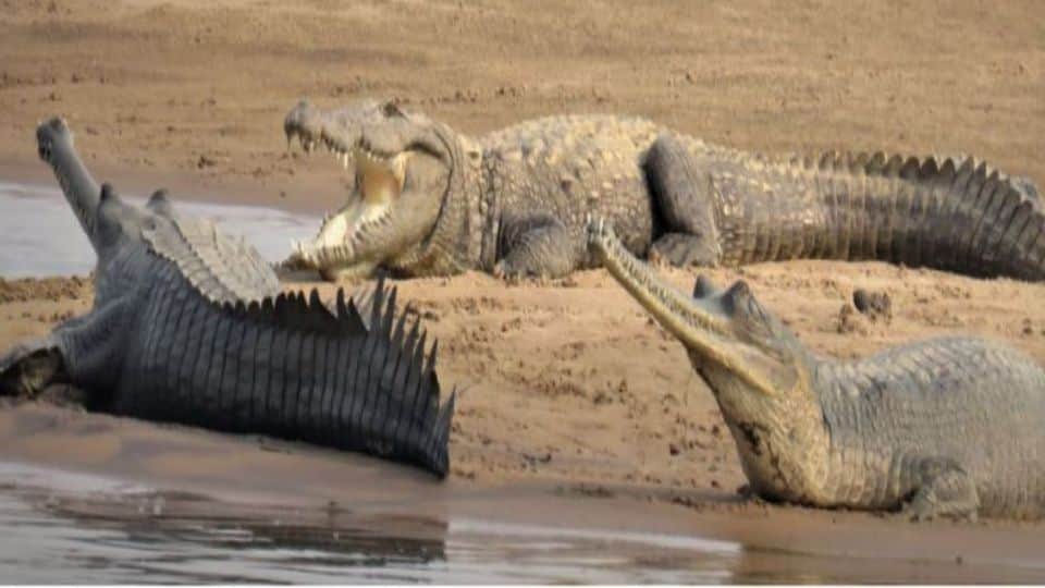 Forest department left 2700 little alligators in Chambal river in Agra