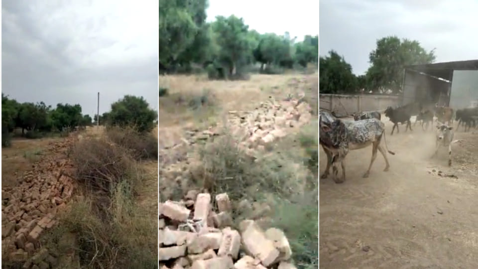Forest department runs bulldozer on cowshed 400 cows are homeless in alwar