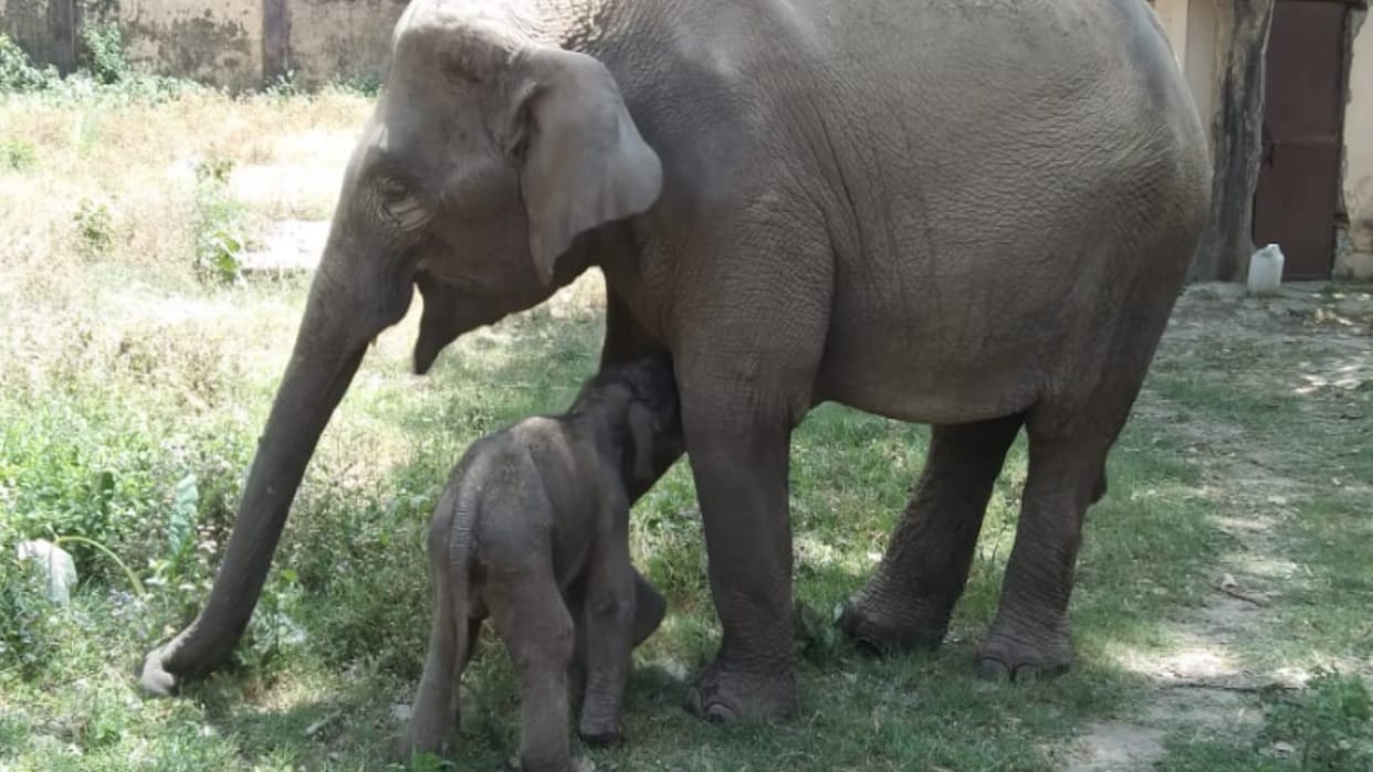 UP: Female Elephant gave birth to a female cub in Hathishala of Kalagarh Bijnor, forest officials happy