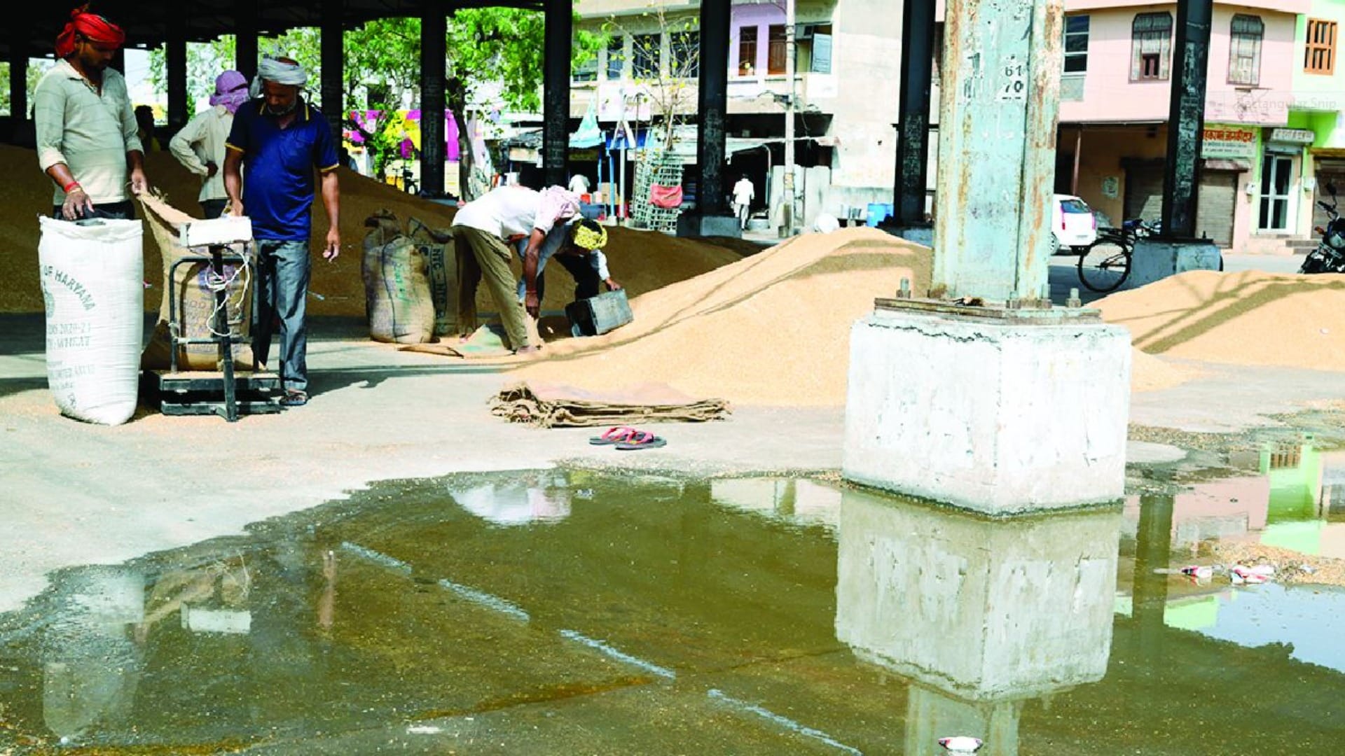 Wheat soaked in the grain market of Bhiwani due to rain
