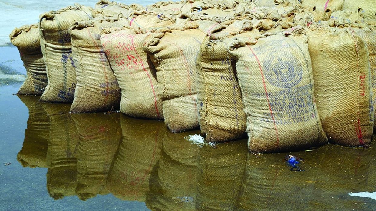 Wheat soaked in the grain market of Bhiwani due to rain