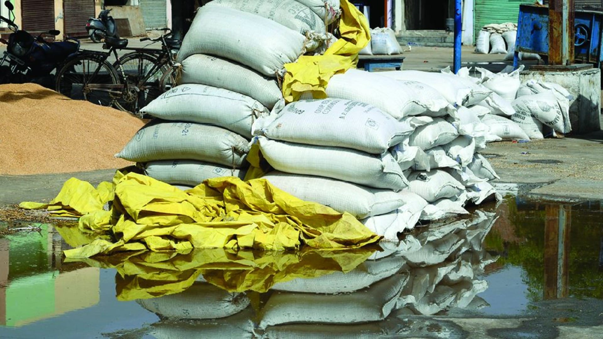 Wheat soaked in the grain market of Bhiwani due to rain