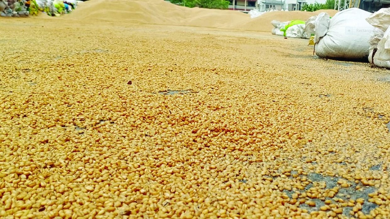 Government will buy wheat from farmers at minimum support price, farmers got mandate of twenty rupees bonus on every quintal
