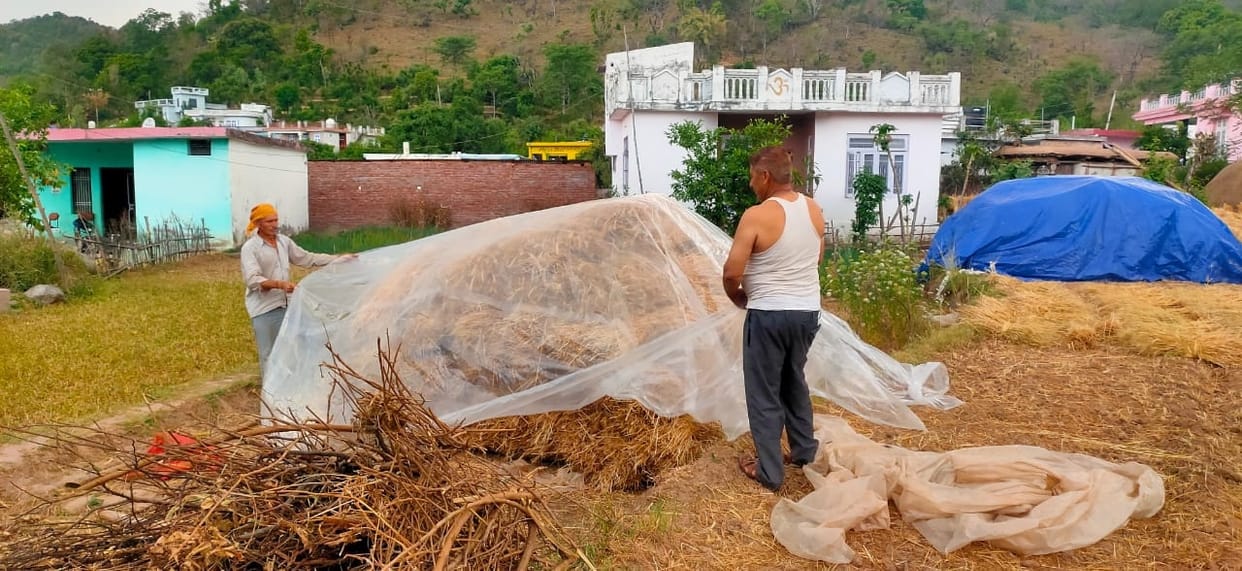 Wheat crop gets wet due to drizzle, farmers worried