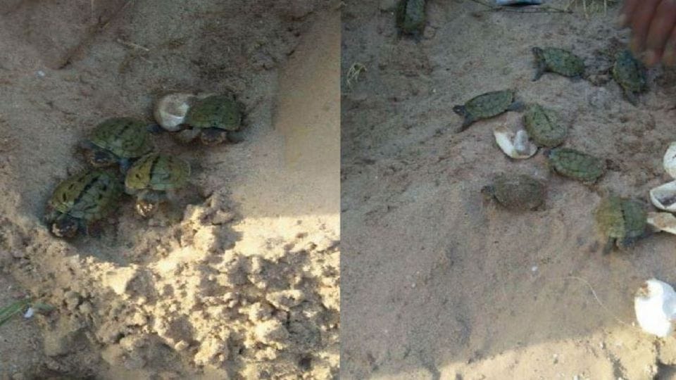 alligators nesting started in chambal sanctuary in agra