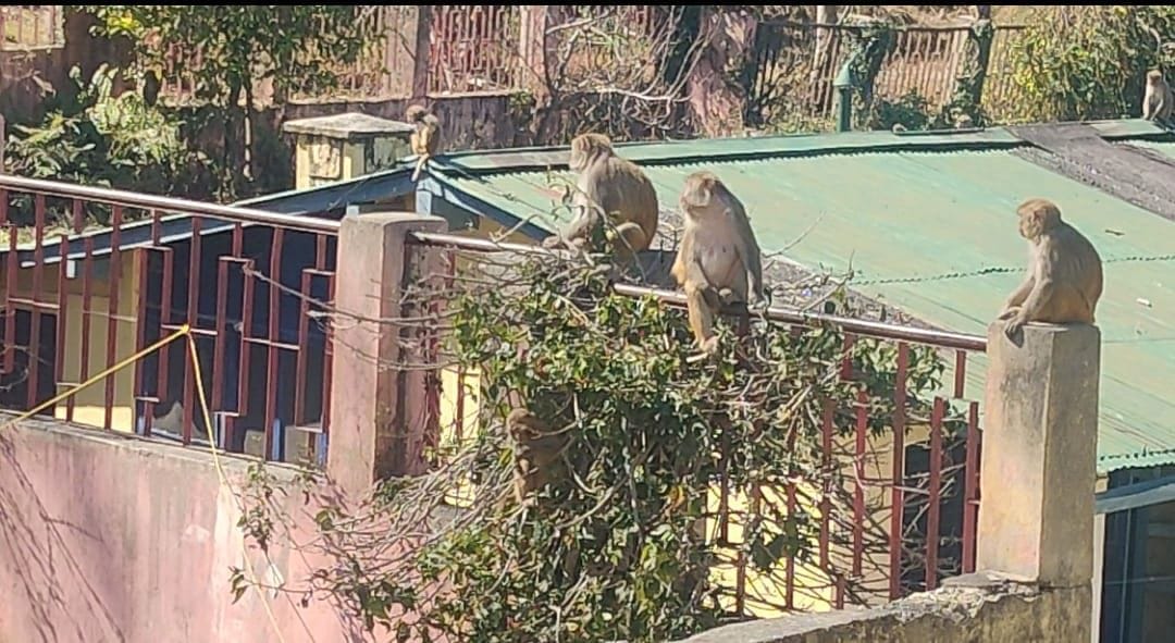 Monkey in Gangolihat And Berhinag