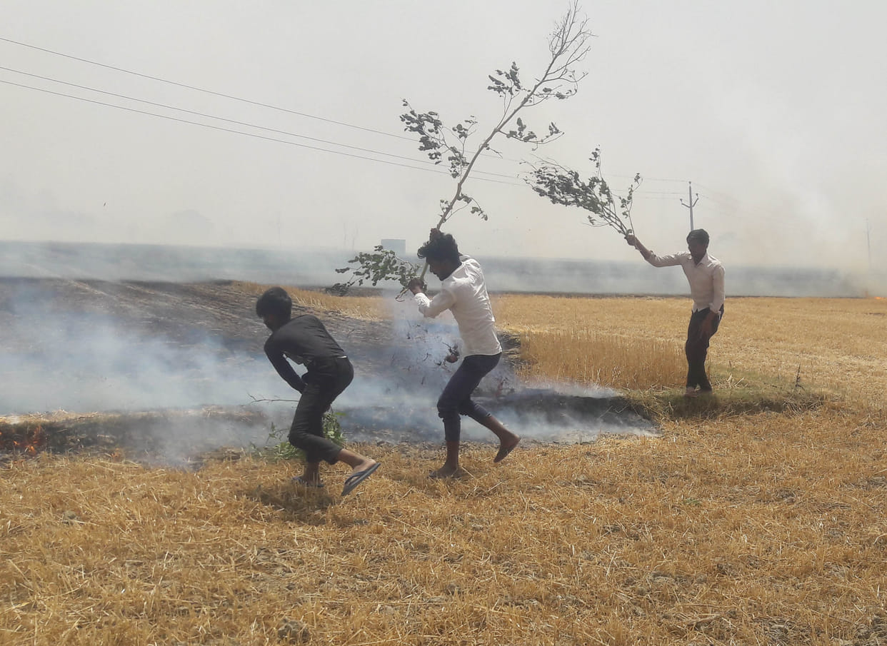 Wheat crop of more than 50 bighas turned into ashes