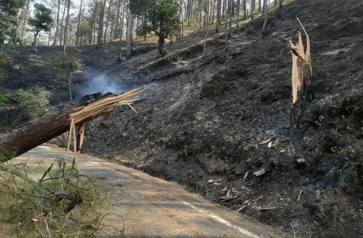 Forest fire in Almora