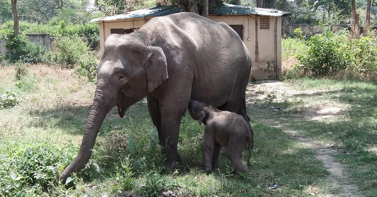 Ganga becomes mother in Corbett Park's elephant shelter