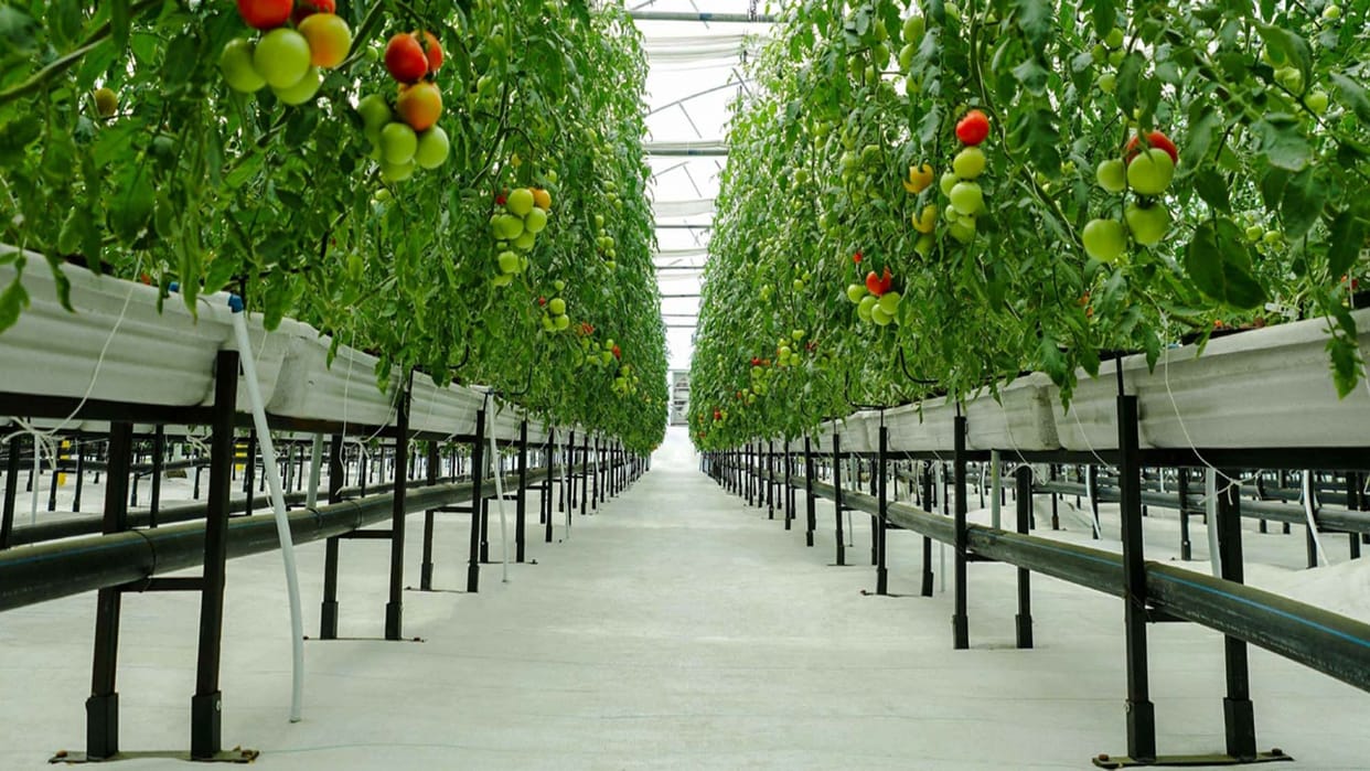 Kota Two IITians unique startup growing five quintal vegetables without soil