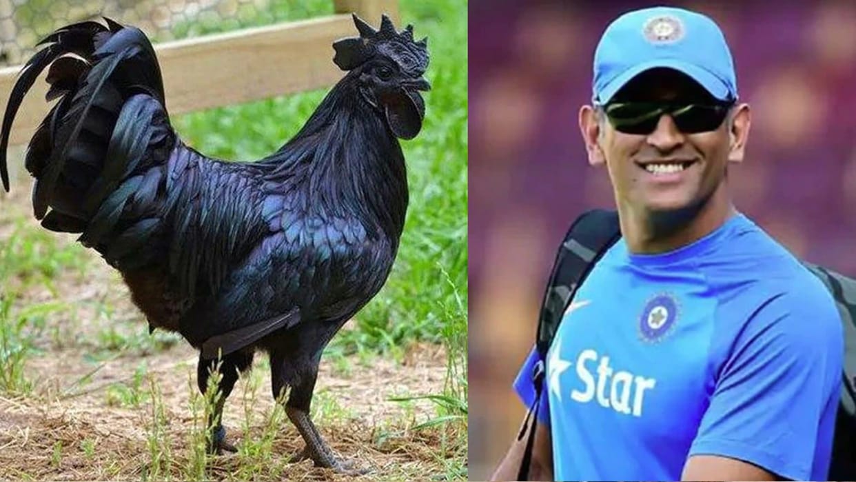 Mahendra Singh Dhoni bought 2 thousand chickens of the famous Kadaknath chicken of Jhabua, know the characteristics of this chicken