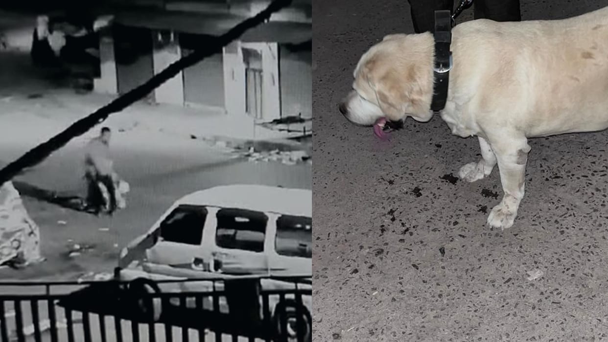 Police's special dog stolen in Niwari, Madhya Pradesh, police engaged in search of accused with the help of CCTV