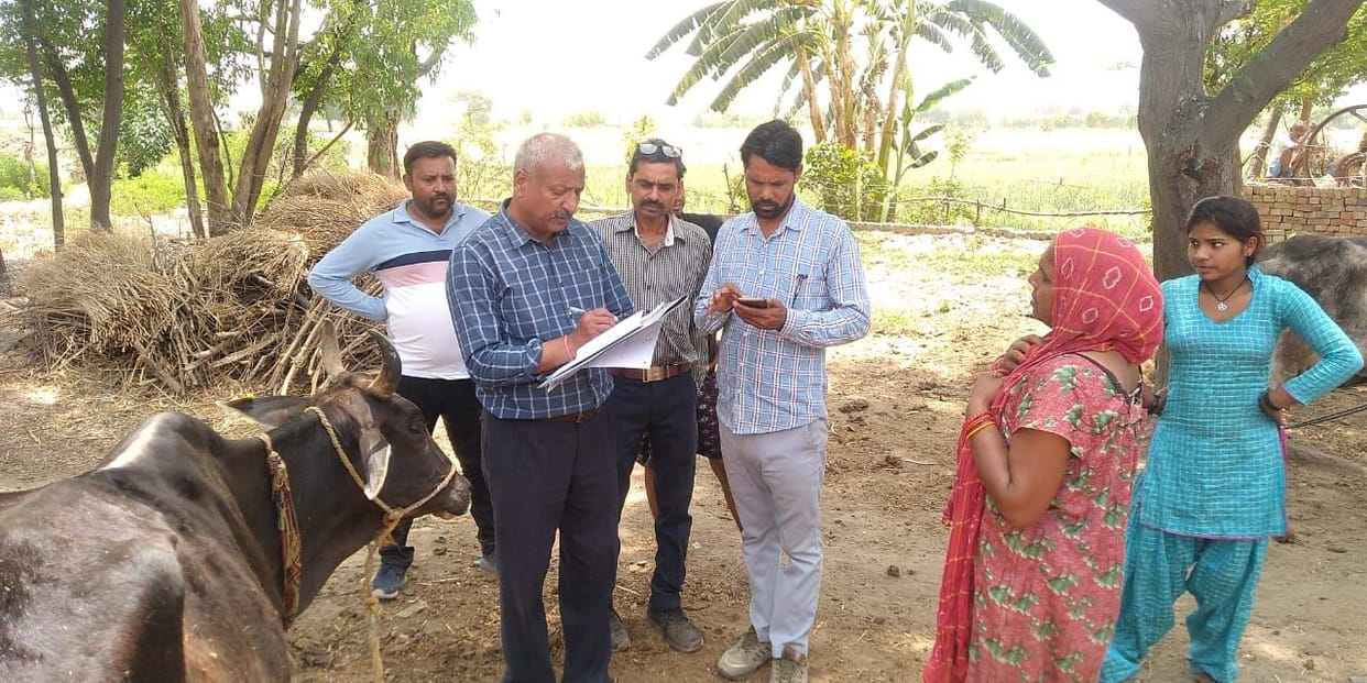 Provide fodder and water to cattle on time