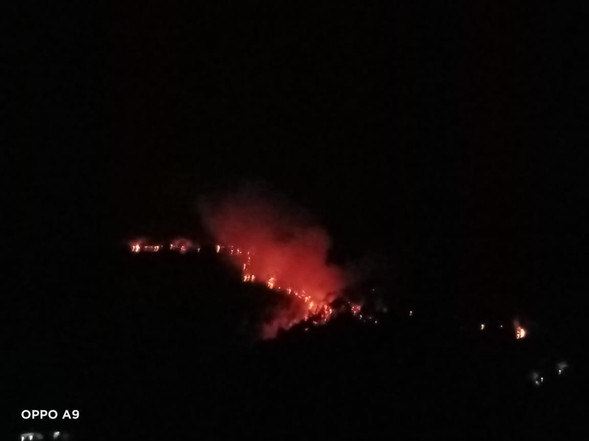 surdhar jungle burnt in rajgargh due to fire