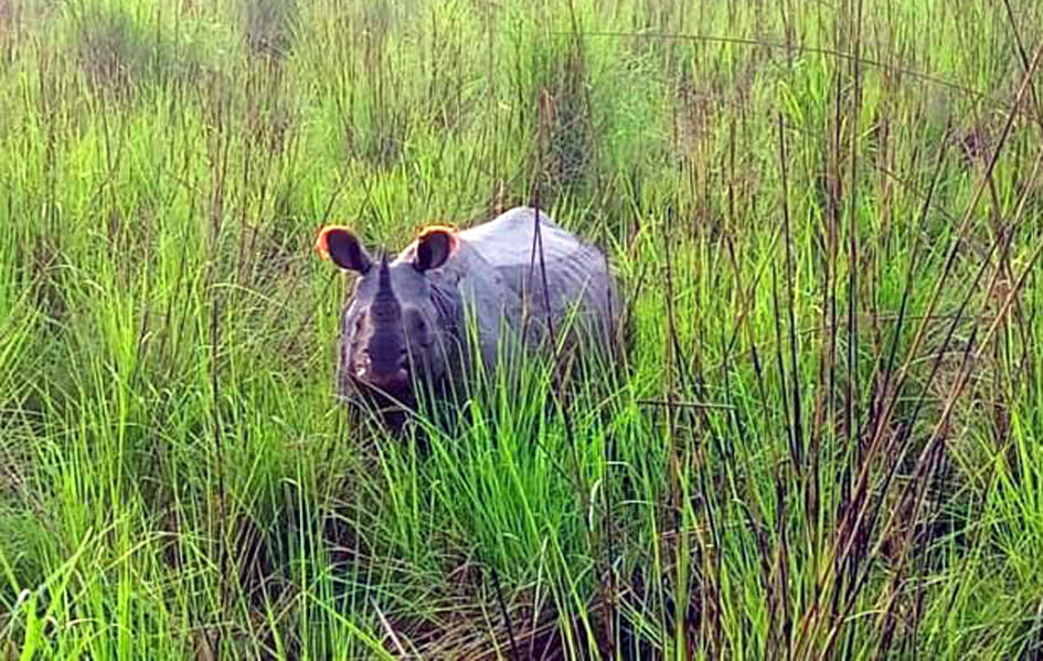 The work of counting rhinos in Dudhwa remained incomplete