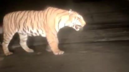 बाघ (सांकेतिक तस्वीर)