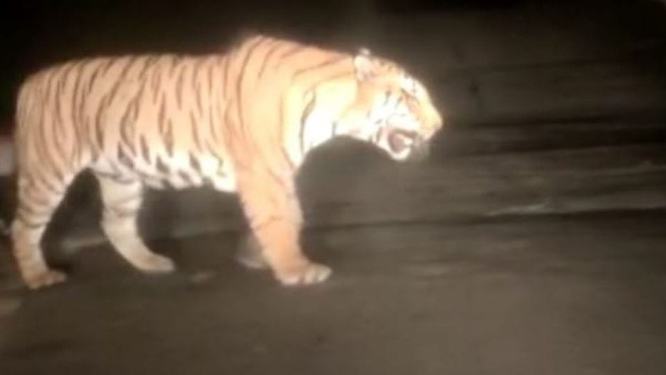 Tiger came near population panic among people demand for help from forest officials