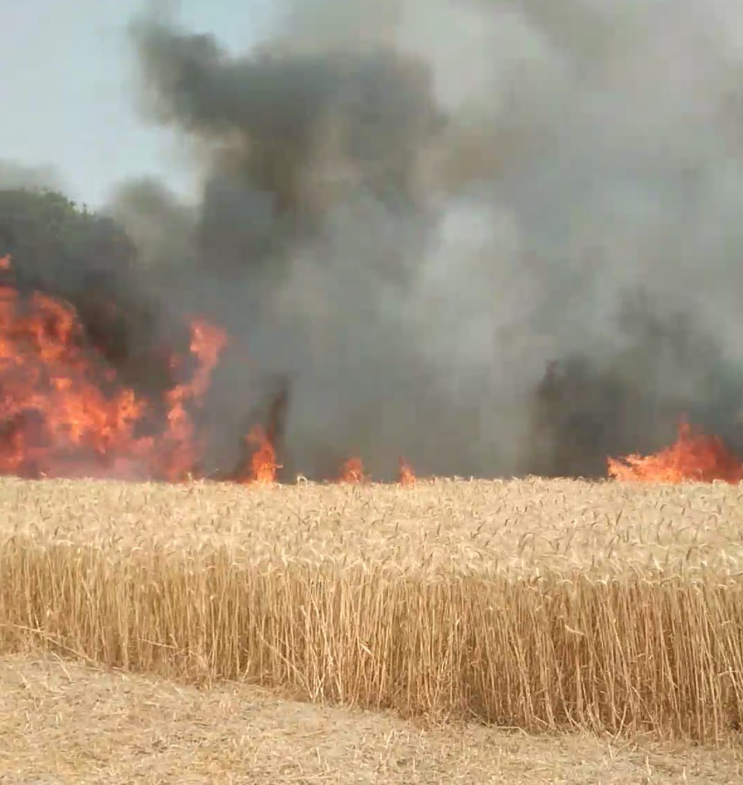 Five bighas of wheat crop burnt due to fire