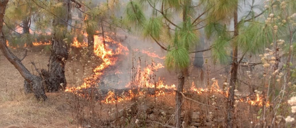 Forest Fire in Almora And Bageshwar