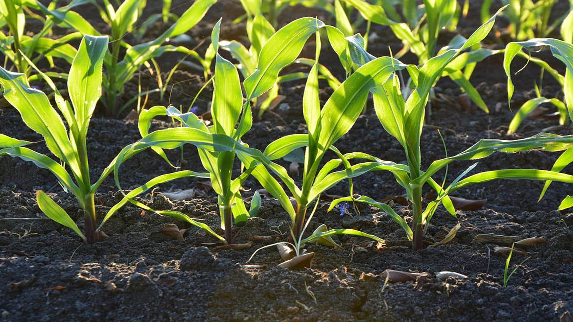 Food Shortage In The World coming 27 Years Know What Scientists Warn News in Hindi