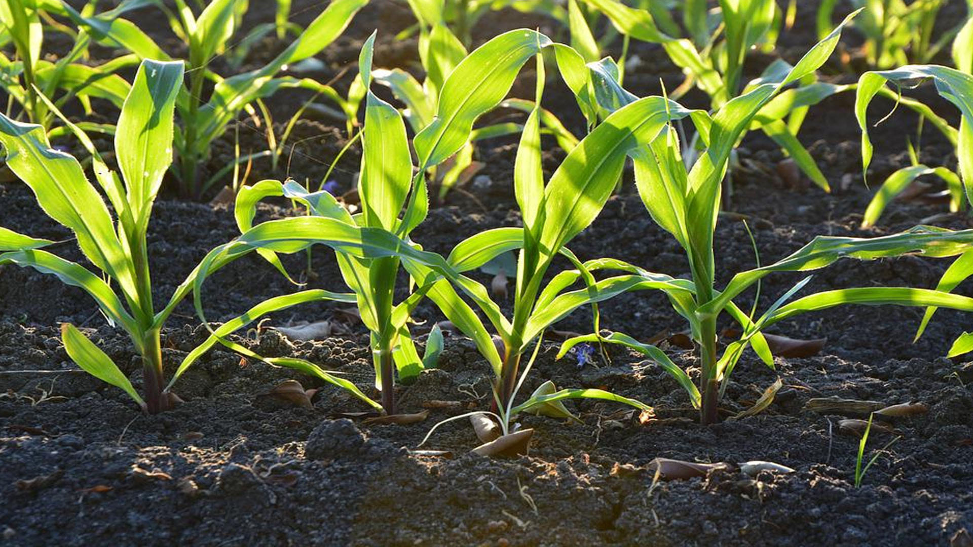 Food Shortage In The World coming 27 Years Know What Scientists Warn News in Hindi