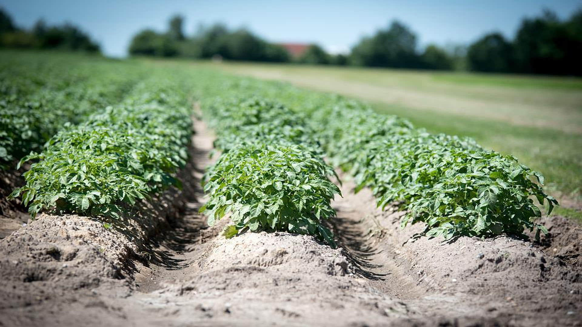 Food Shortage In The World coming 27 Years Know What Scientists Warn News in Hindi