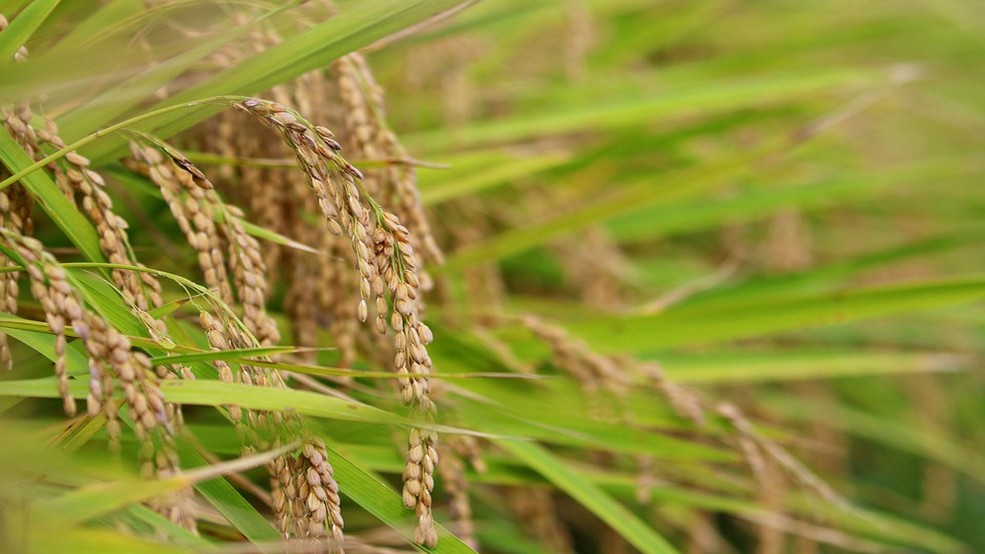 Food Shortage In The World coming 27 Years Know What Scientists Warn News in Hindi