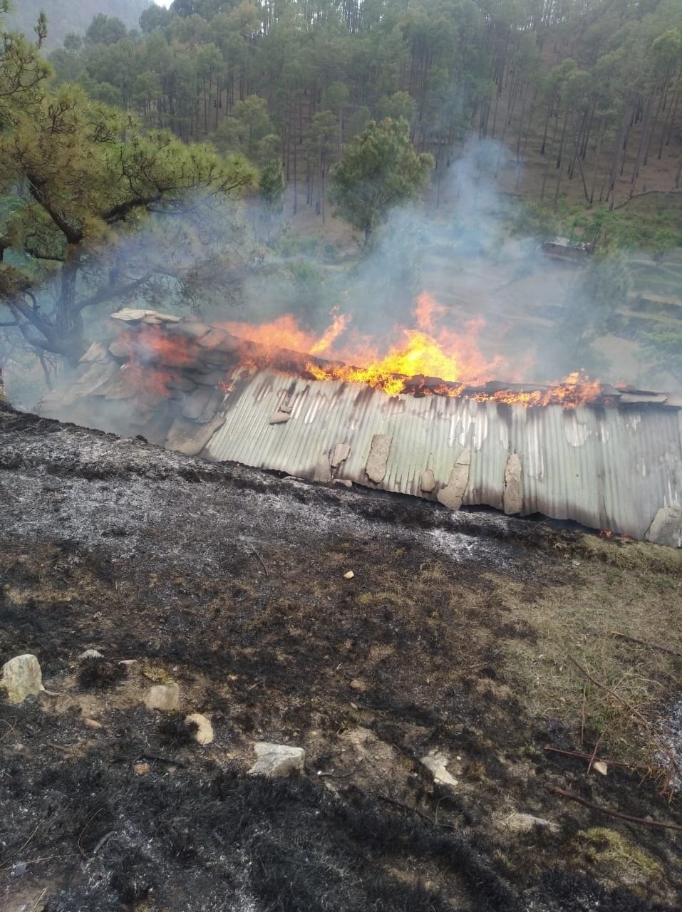 Fields and cowsheds came under the grip of forest fire
