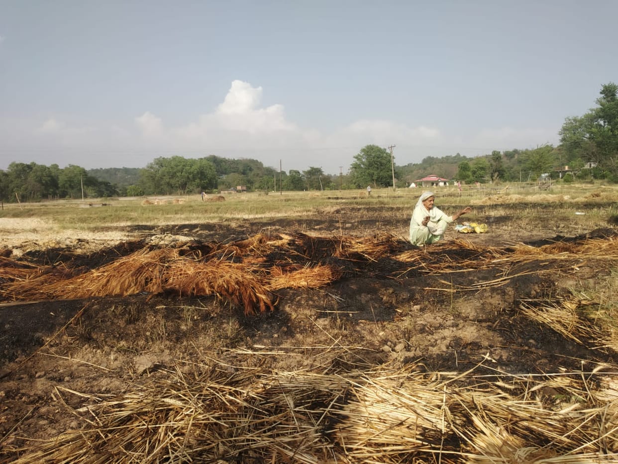 Wheat crop burnt to ashes in Bandahu
