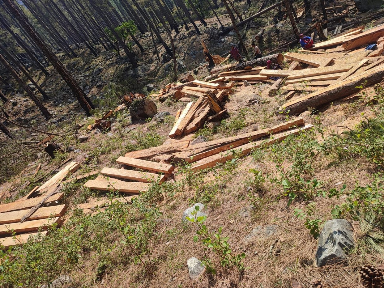 Ax on green trees running without permission