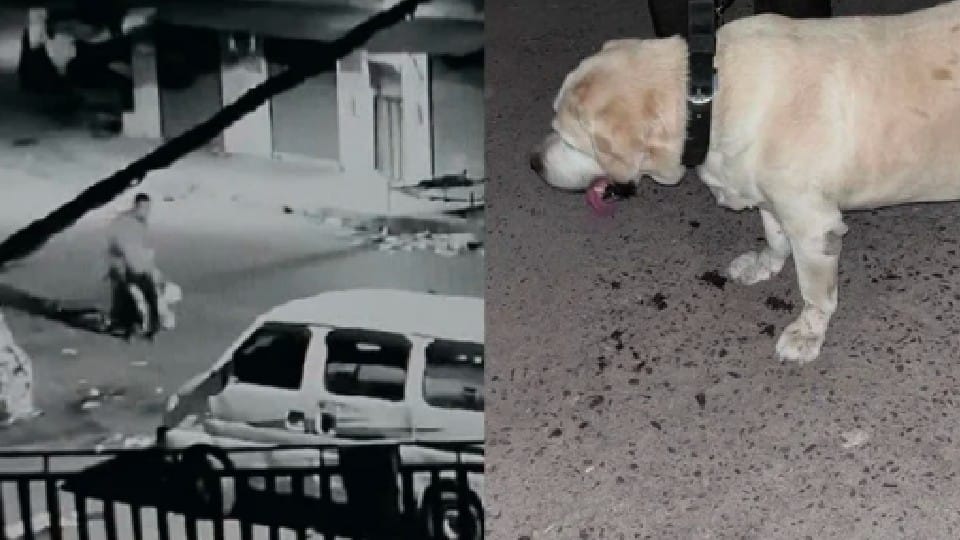 Niwari: Five accused arrested in police department's dog theft case, all residents of Uttar Pradesh