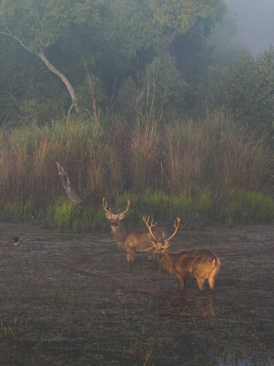 Scientific research started on deer of reindeer species in Dudhwa