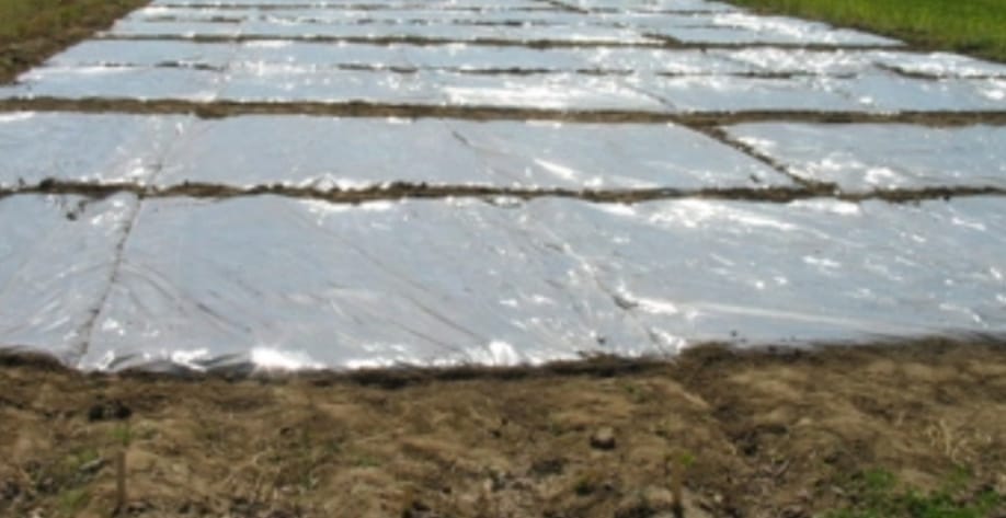 Soil solar treatment will curb the diseases of paddy
