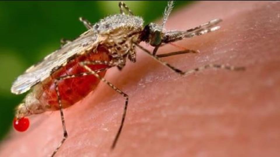 Malaria patients decreasing in Hathras