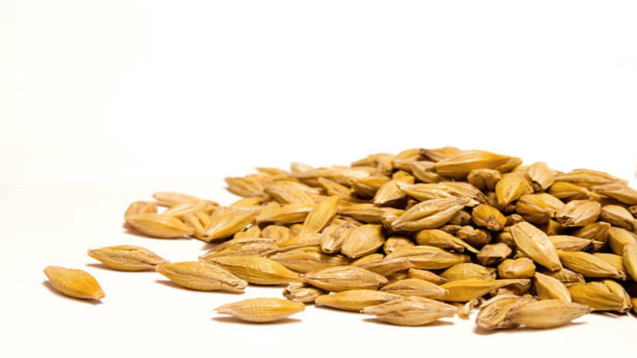 Jau Ke Upay Barley Remedies For Wealth in Hindi Jau Ke Totke