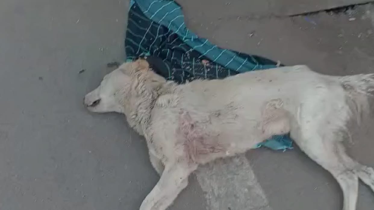 Animal Cruelty in MP: Man out on walk shoots a trailing street dog, police in search