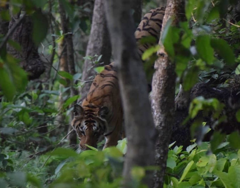Tourists were thrilled to see the tiger climbing the tree