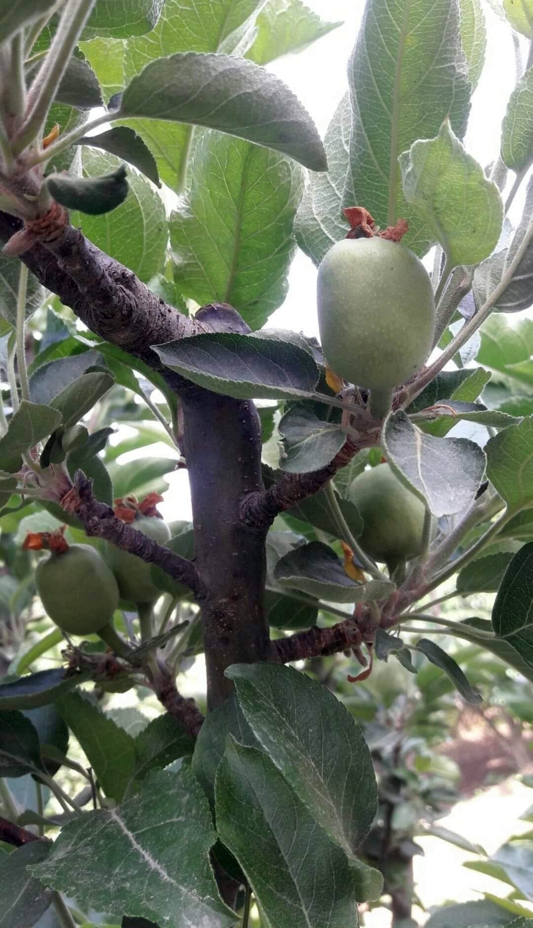 There may be fifteen lakh more boxes of apples in Kullu