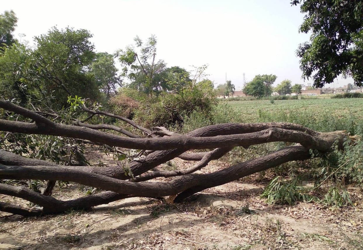The storm caused havoc, damage to the mango crop