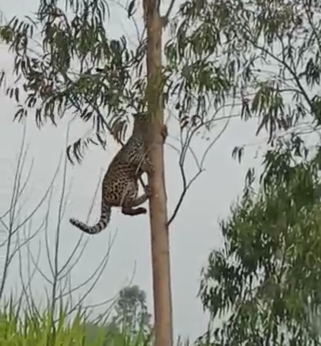 Leopard climbed the tree, sweat left in taking it down