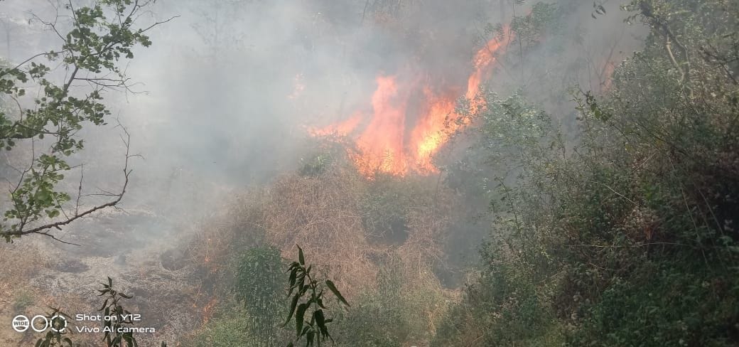 There was a stir due to the fire in the protected forest area