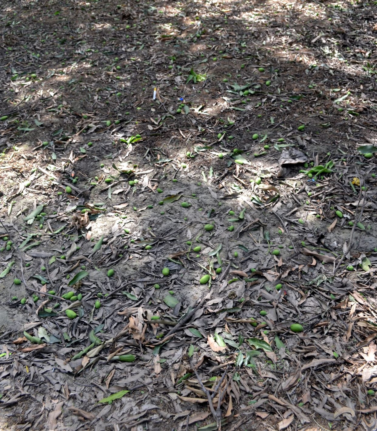 Damage to mango crop up to 15-20 percent due to strong storm