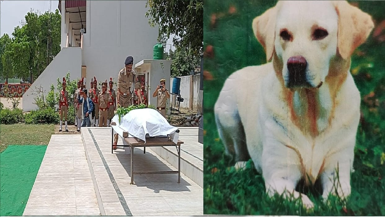 dog jack included in dog squad in shahjahanpur died in illness