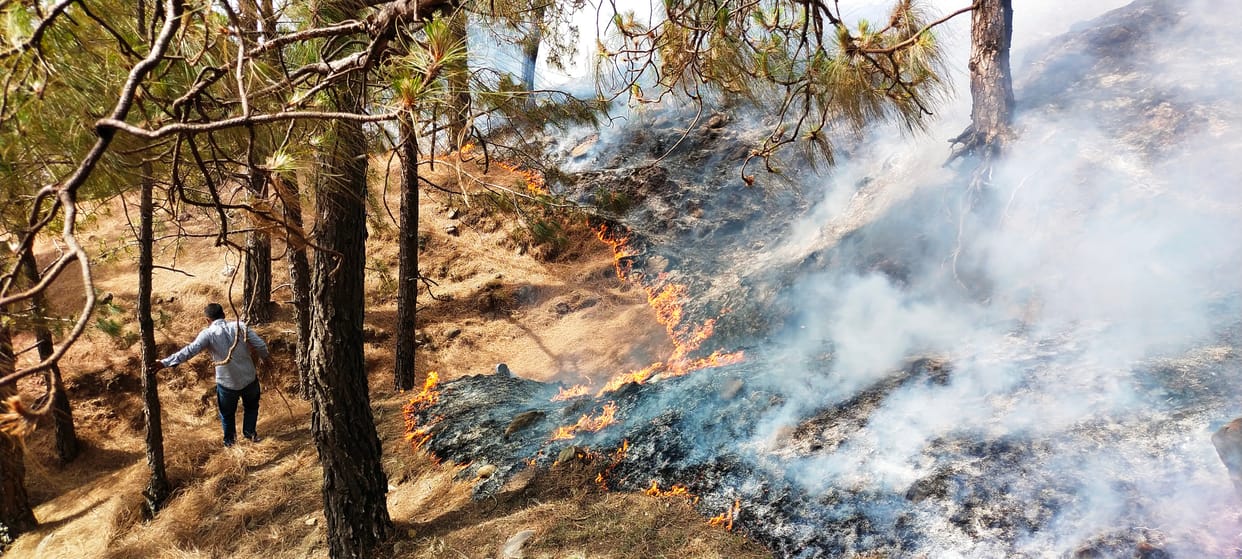 fire in forest
