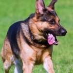 dog breed ban