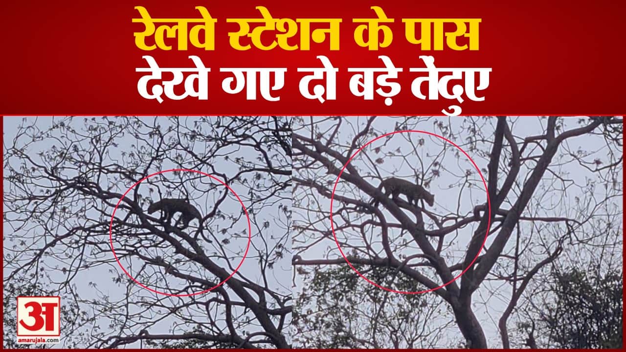 अमर उजाला ग्राफिक्स