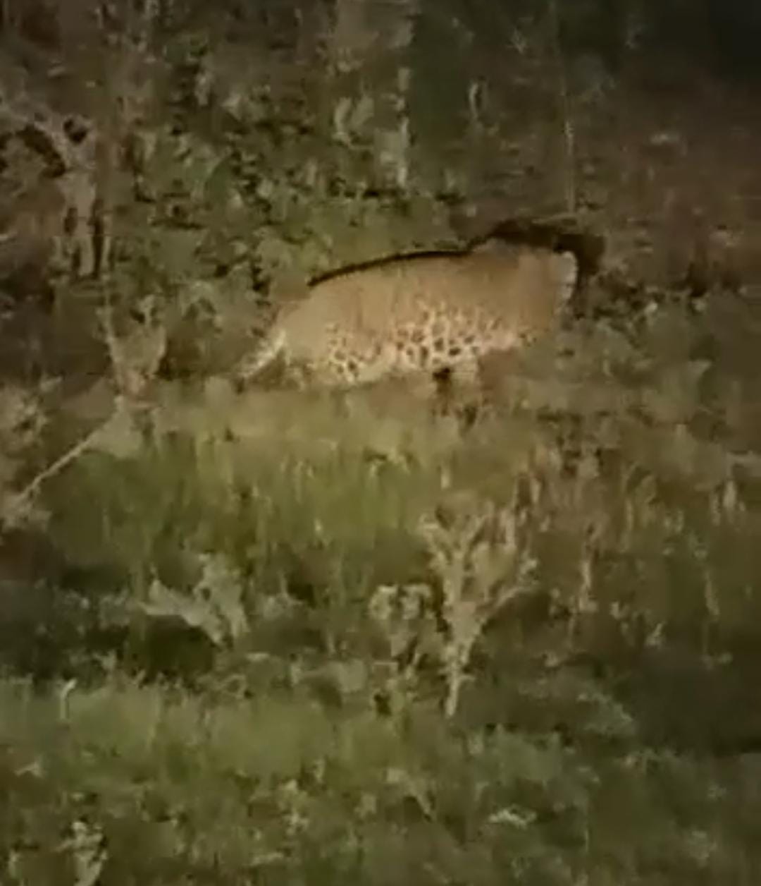 Panic among farmers on sighting of leopard in Barnawa